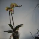 rumen cvet s čratmi (nov.07) - v polnem cvetenju