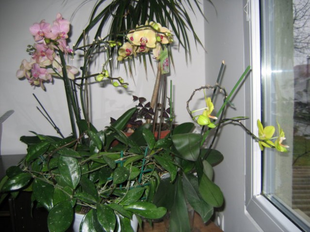 Cela zbirka mojih cvetočih orhidej