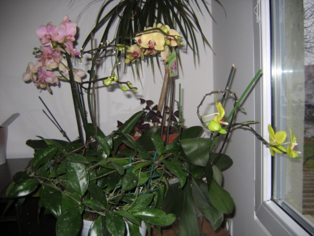 Cela zbirka mojih orhidej