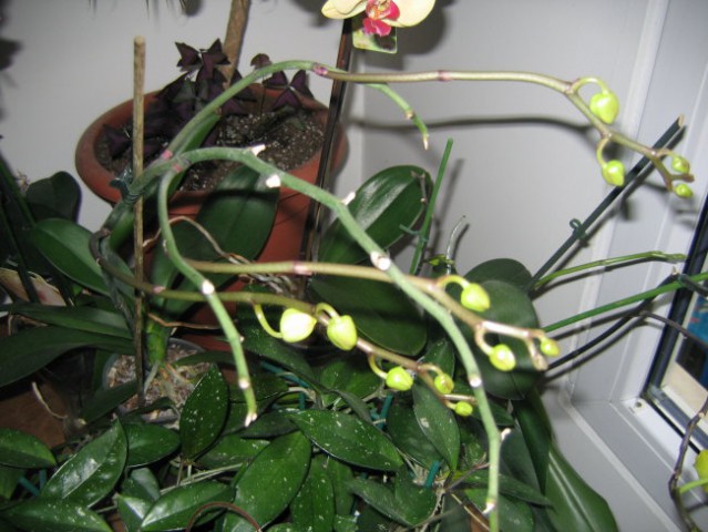 Bela orhideja se pripravlja na cvetenje