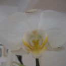 bel phal, opaženi poškodovani cvetovi (mar 08)