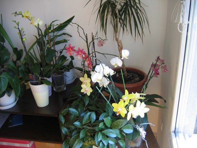 Pogled na moje orhideje (mar 08)