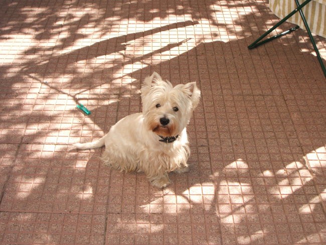 Charlino - foto povečava