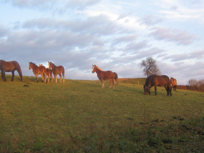 Konji - foto povečava