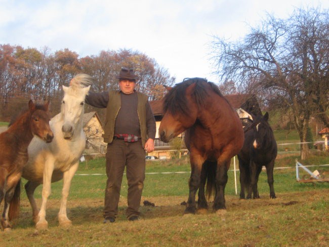 Konji - foto povečava