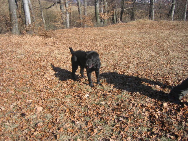 Labradorec jack - foto povečava