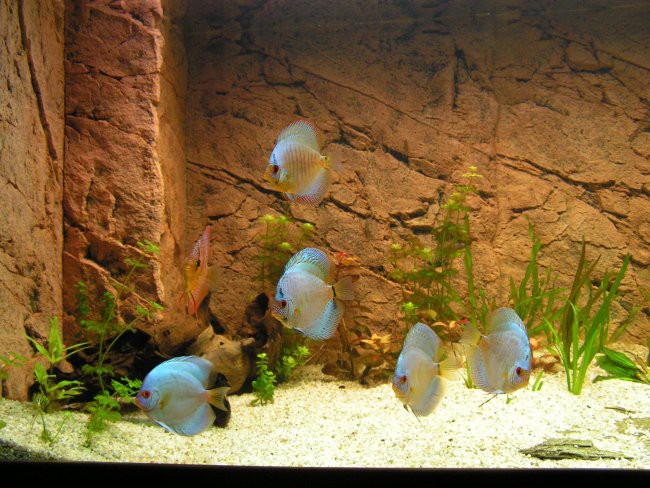 Akvarij - foto povečava