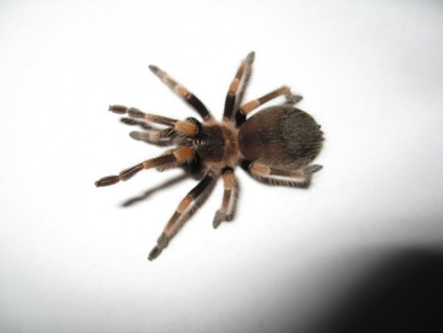 Brachypelma Smithi - foto