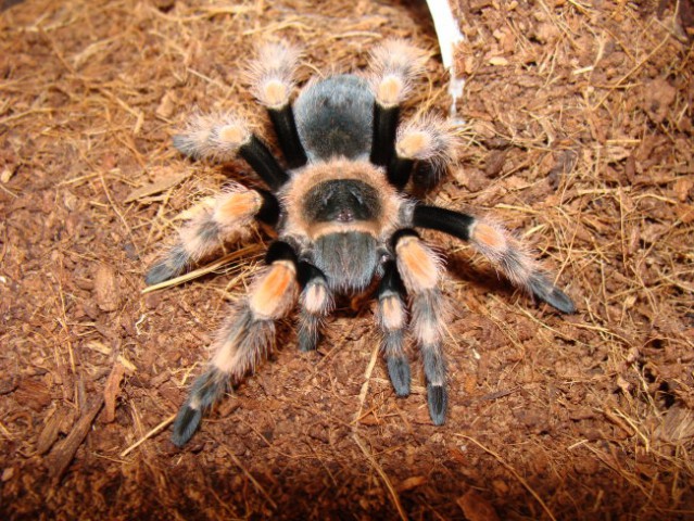 Brachypelma Smithi - foto