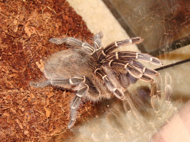 Aphonopelma Seemanni - foto