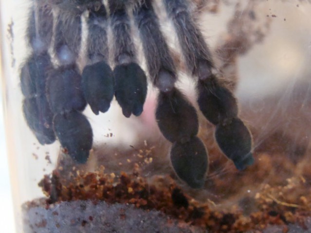 Heteroscodra maculata - foto