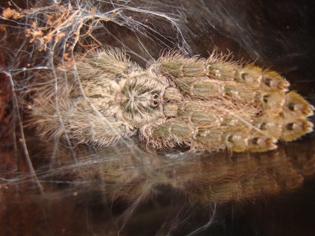 Heteroscodra maculata - foto povečava