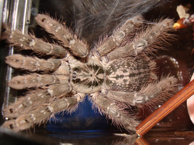 Heteroscodra maculata - foto povečava