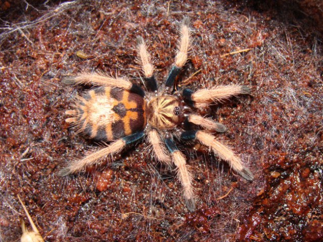 Chromatopelma cyaneopubescens - foto