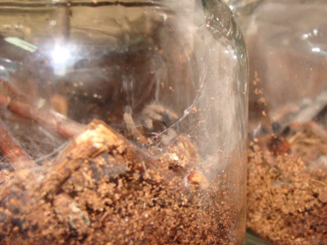 Chromatopelma cyaneopubescens - foto