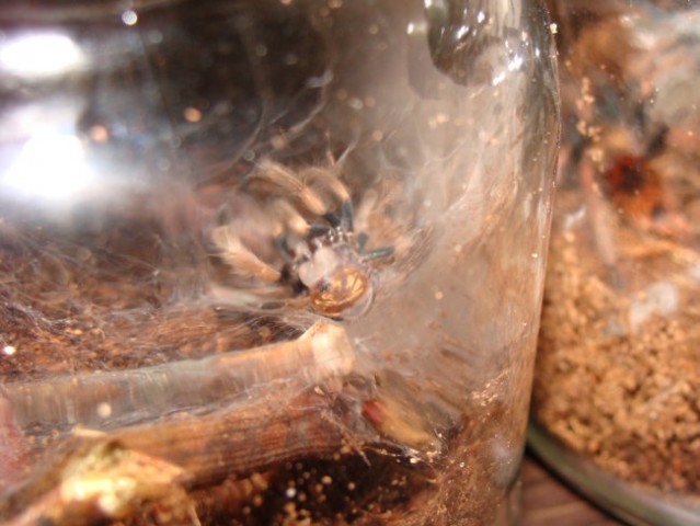 Chromatopelma cyaneopubescens - foto