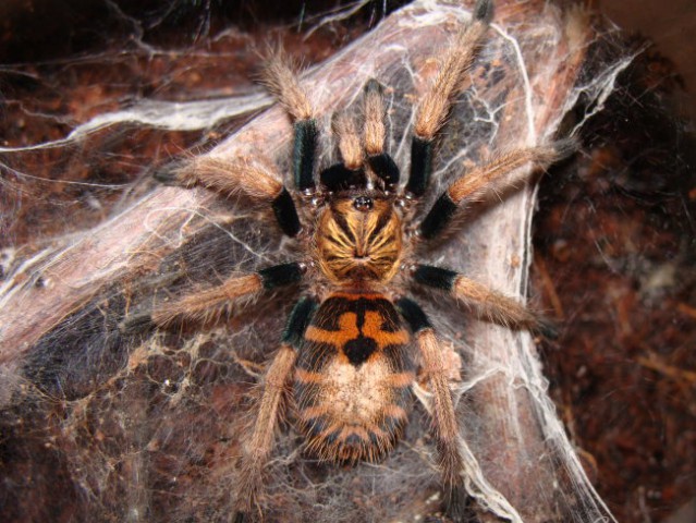 Chromatopelma cyaneopubescens - foto