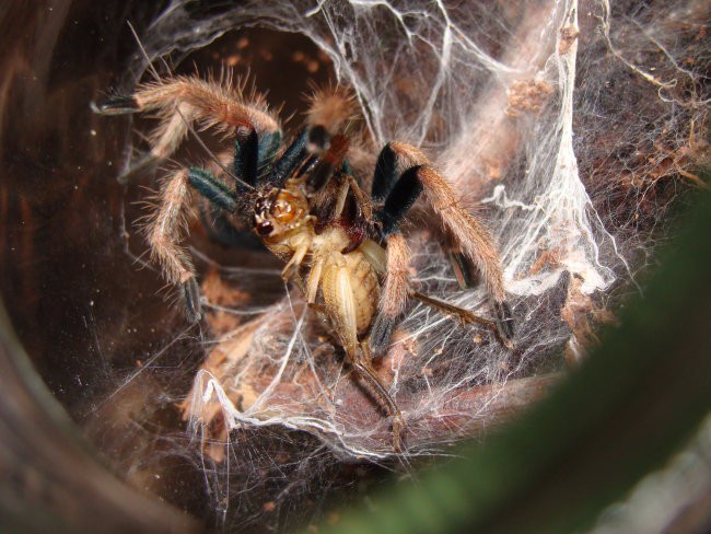 Chromatopelma cyaneopubescens - foto povečava