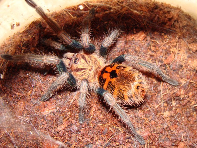 Chromatopelma cyaneopubescens - foto povečava