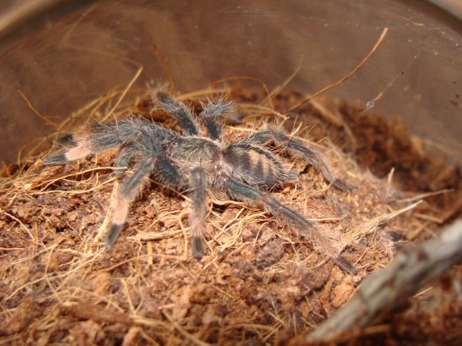 Psalmopoeus cambridgei - foto povečava