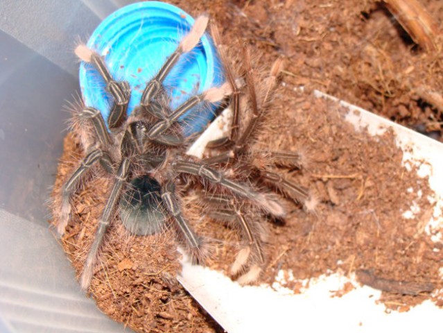 Theraphosa apophysis - foto