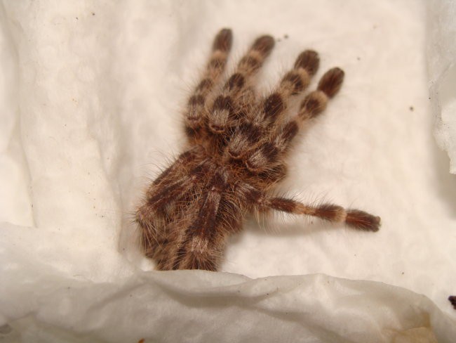 Poecilotheria tigrinawesseli - foto povečava