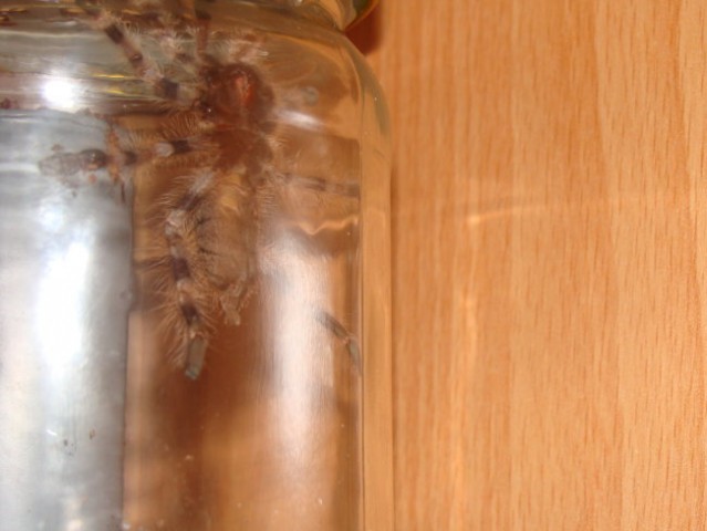 Poecilotheria tigrinawesseli - foto