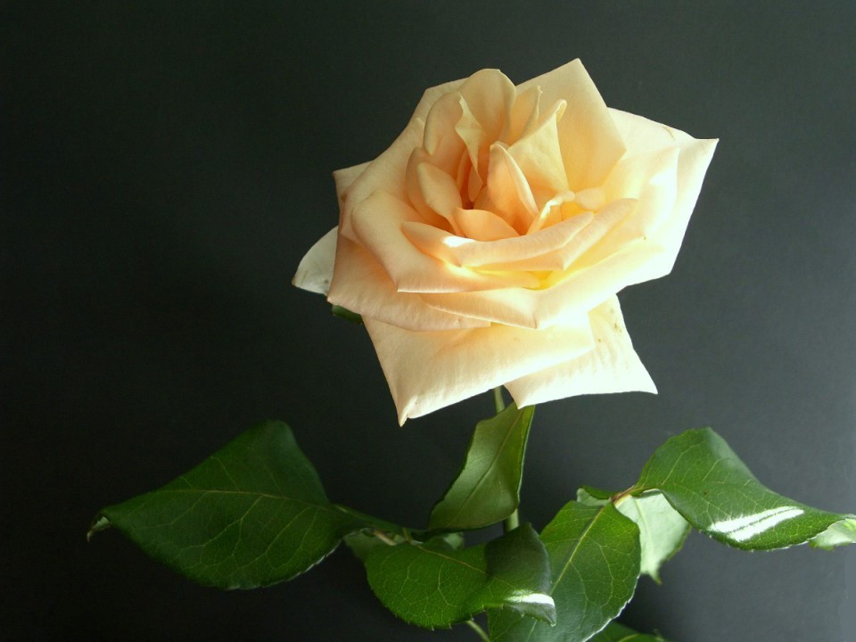Janina vrtnica