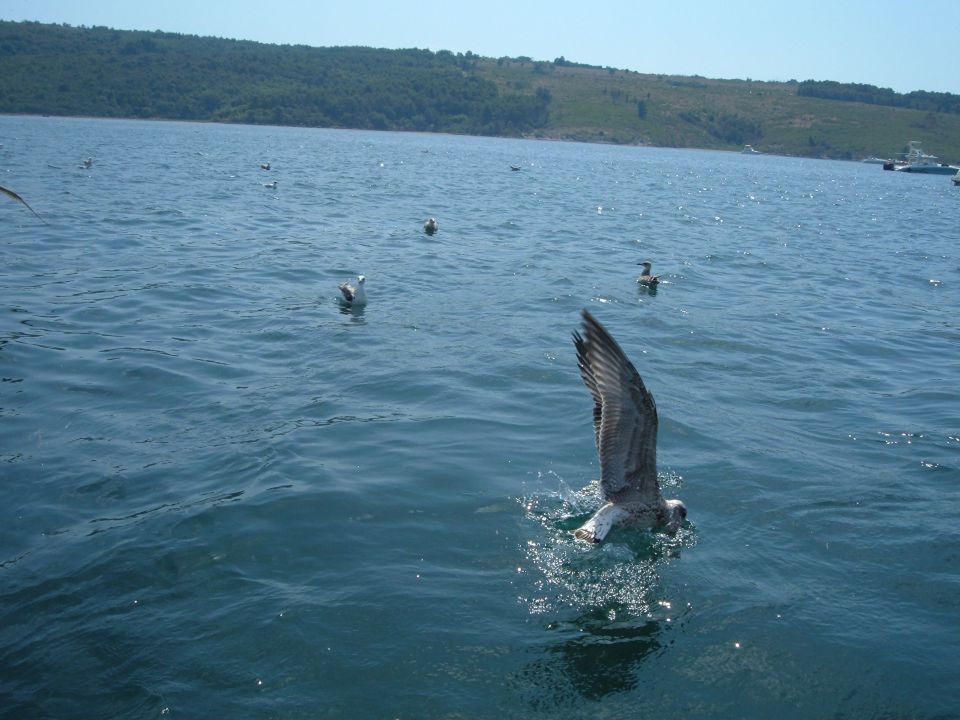 Skuše, 4. 8. 2013  - foto povečava