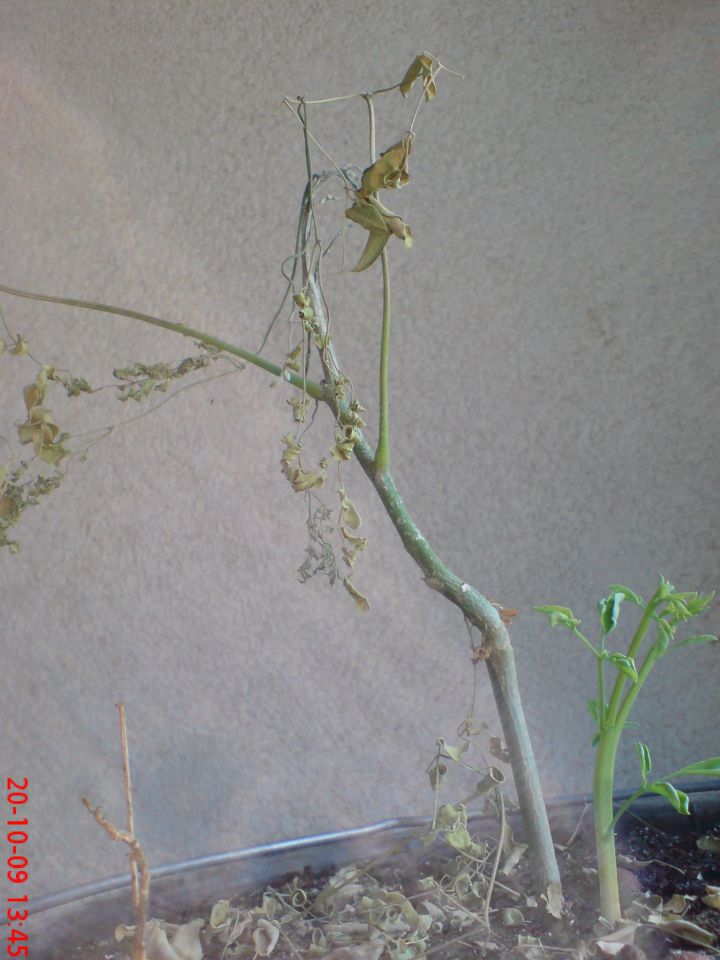 Moringa - foto povečava