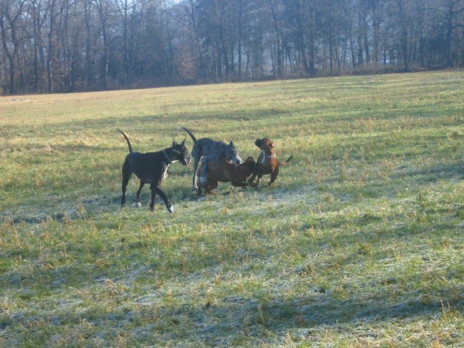 ZAJČJA 22.1.2005 - foto povečava