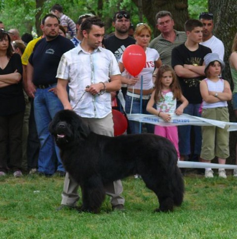 Esatto vom Darius Land - CACIB NIS 2008 - CAC,CACIB,BOB