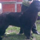Esatto vom Darius Land /16 months old/