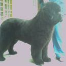 Esatto vom Darius Land /16 months old/