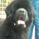 Esatto vom Darius Land /16 months old/