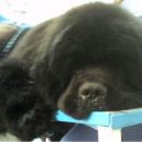 Esatto vom Darius Land /16 months old/