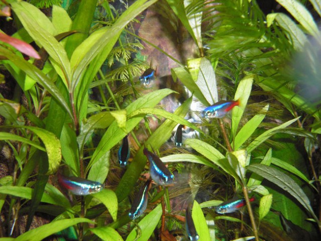 Moj akvarij 125L - foto