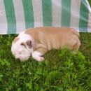 Kako je lepo spat na travici