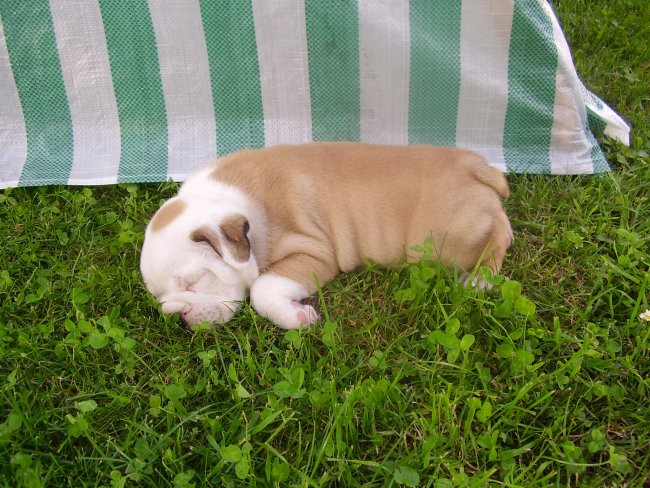 Kako je lepo spat na travici