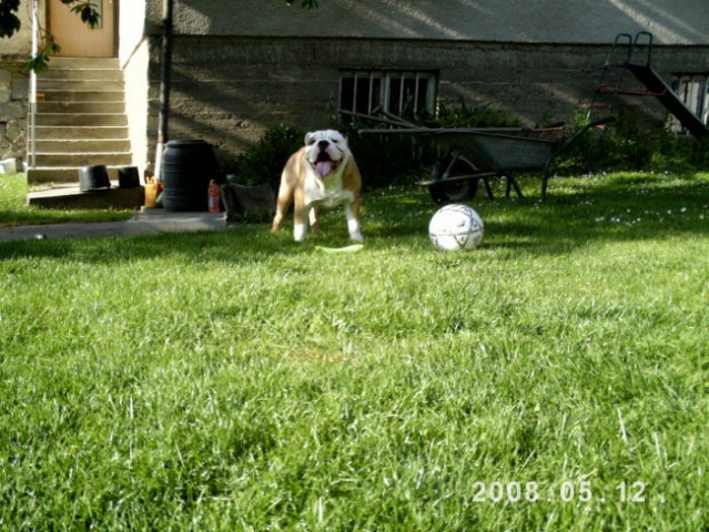 Tara+Balu - foto