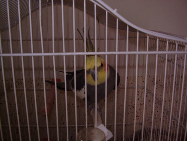 Papagaji - foto