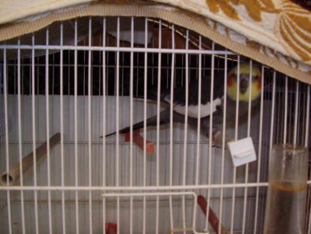 Papagaji - foto