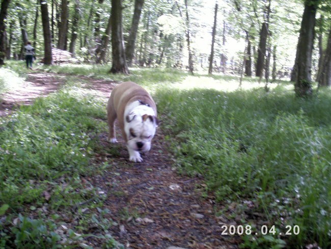 Balu na sprehodu(20.4.08) - foto povečava