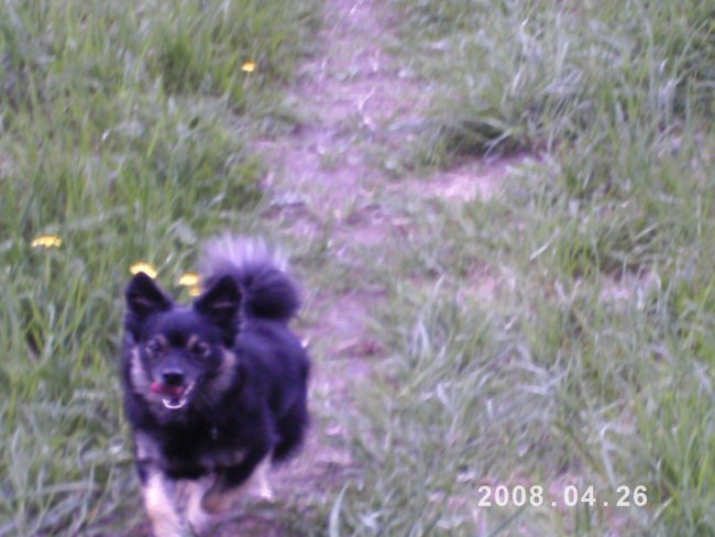 Agility tekma Gornja Radgona(26.4.08) - foto povečava