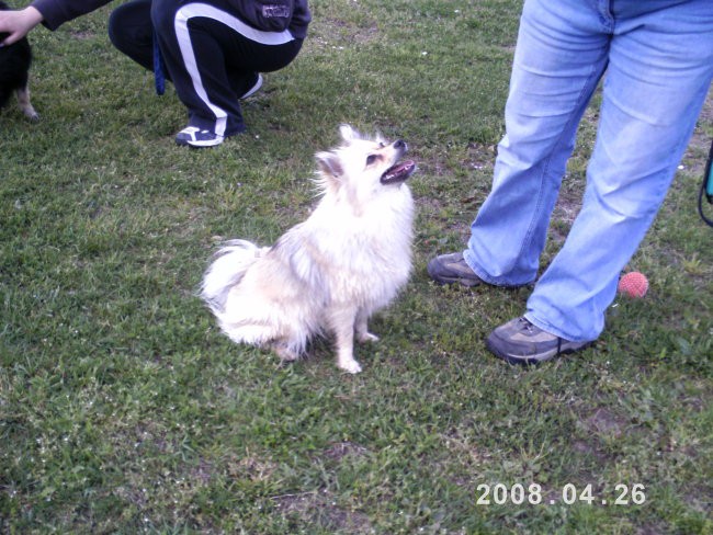 Agility tekma Gornja Radgona(26.4.08) - foto povečava