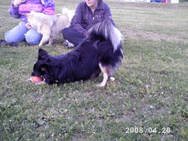 Agility tekma Gornja Radgona(26.4.08) - foto povečava