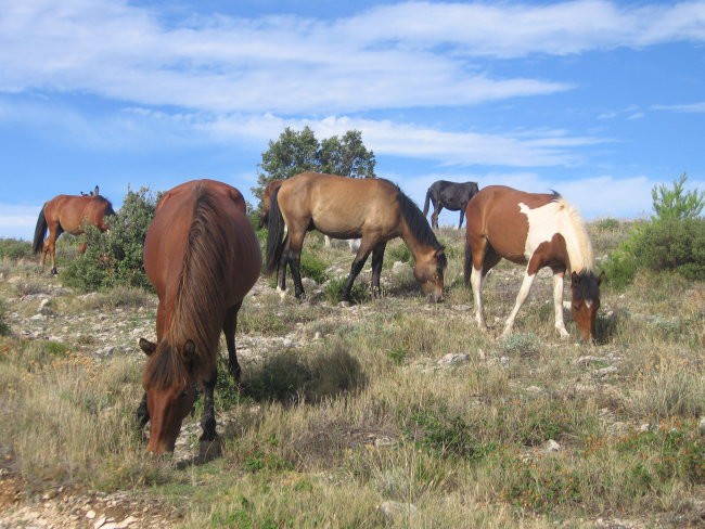 Hvar - Zavala, avgust 2005