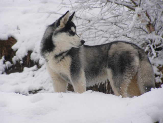 Kala in sneg - foto