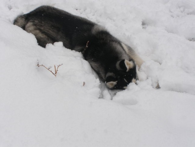 Kala in sneg - foto