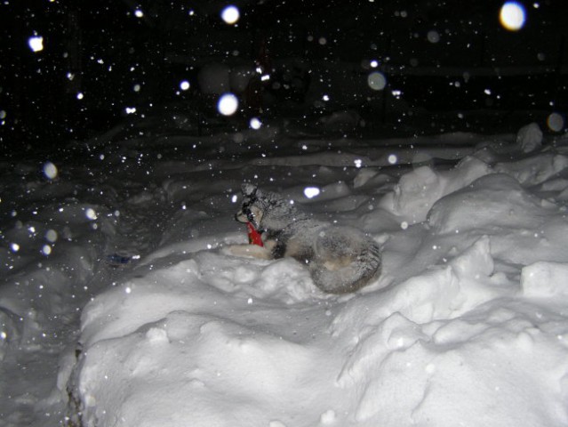 Kala in sneg - foto